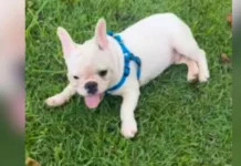 Buldogue furtado de família carioca em SC é finalmente recuperado