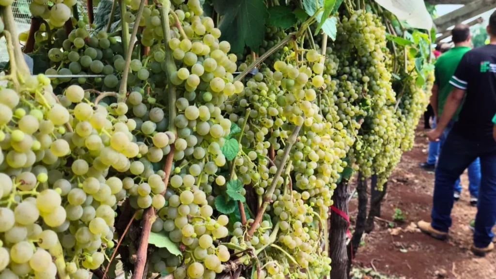 Dia de Campo em Videira mostra inovações na viticultura catarinense