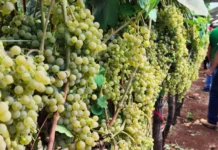 Dia de Campo em Videira mostra inovações na viticultura catarinense