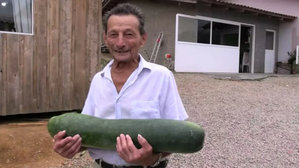 Pepino de 7 kg é colhido no interior de SC