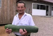 Pepino de 7 kg é colhido no interior de SC
