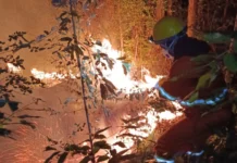 Fogo atinge plantação de eucalipto e pinus em Macieira