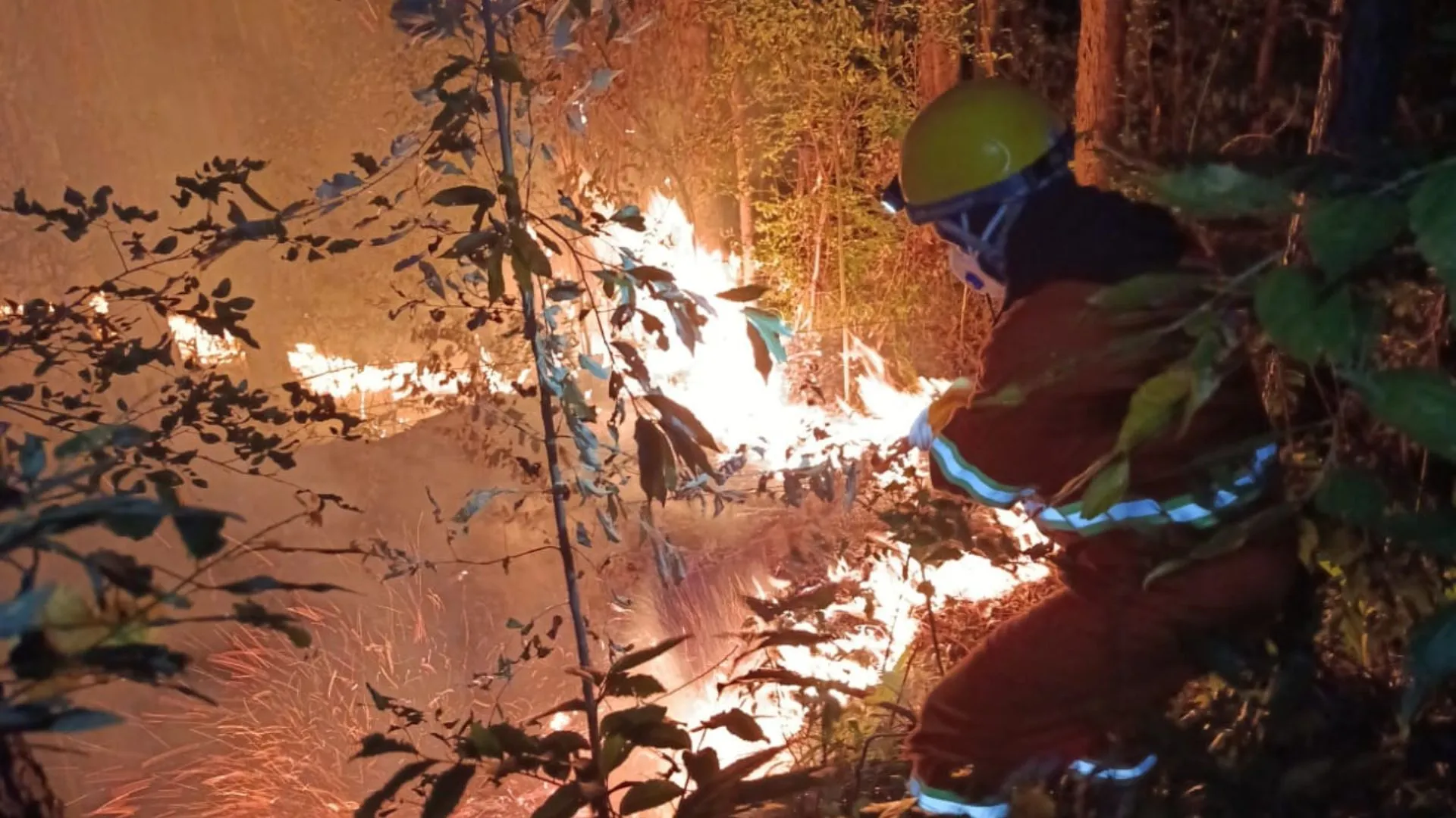 Fogo atinge plantação de eucalipto e pinus em Macieira