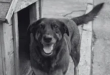 O que se sabe sobre a morte do cão comunitário Orelha