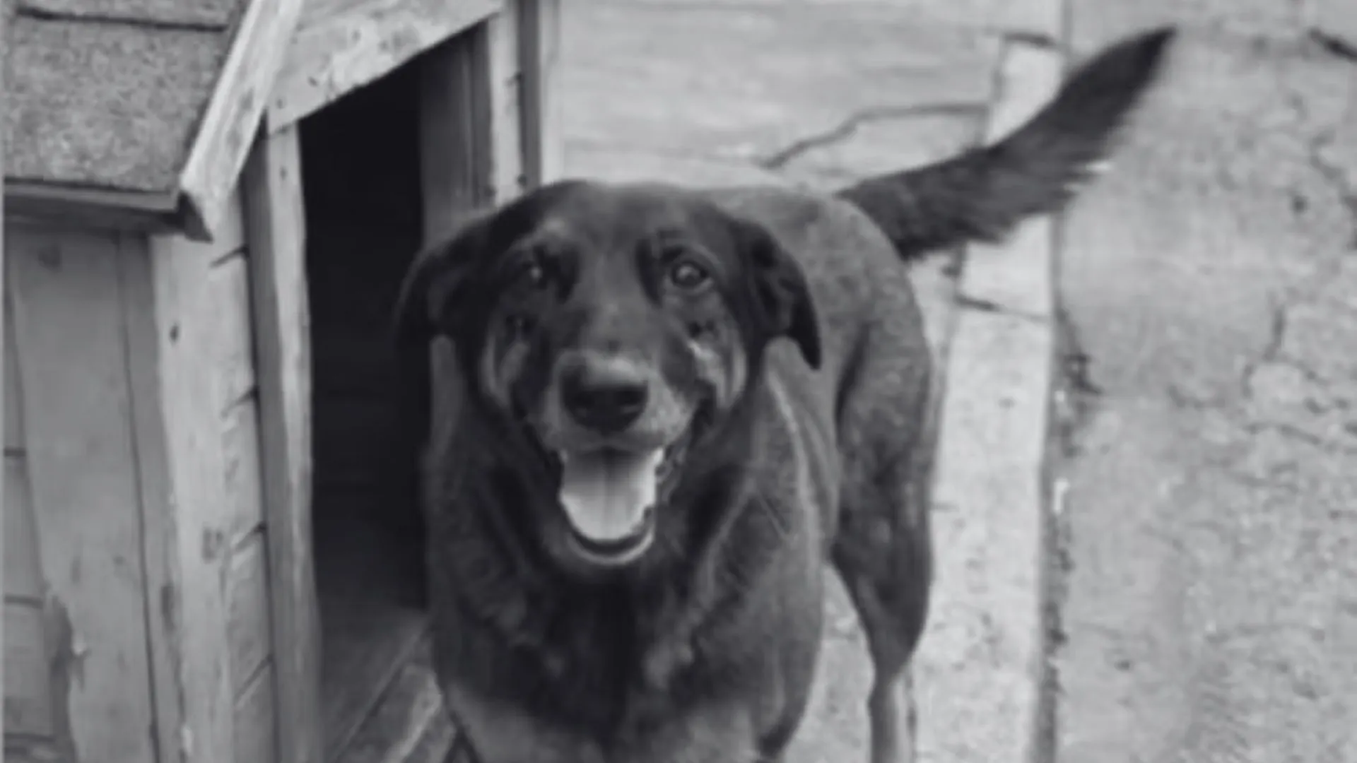 O que se sabe sobre a morte do cão comunitário Orelha