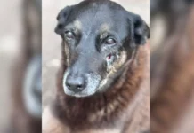 Advogado e empresários são alvos de investigação após morte de cão Orelha