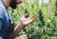 Anvisa vota liberação do cultivo de cannabis para fins medicinais no Brasil