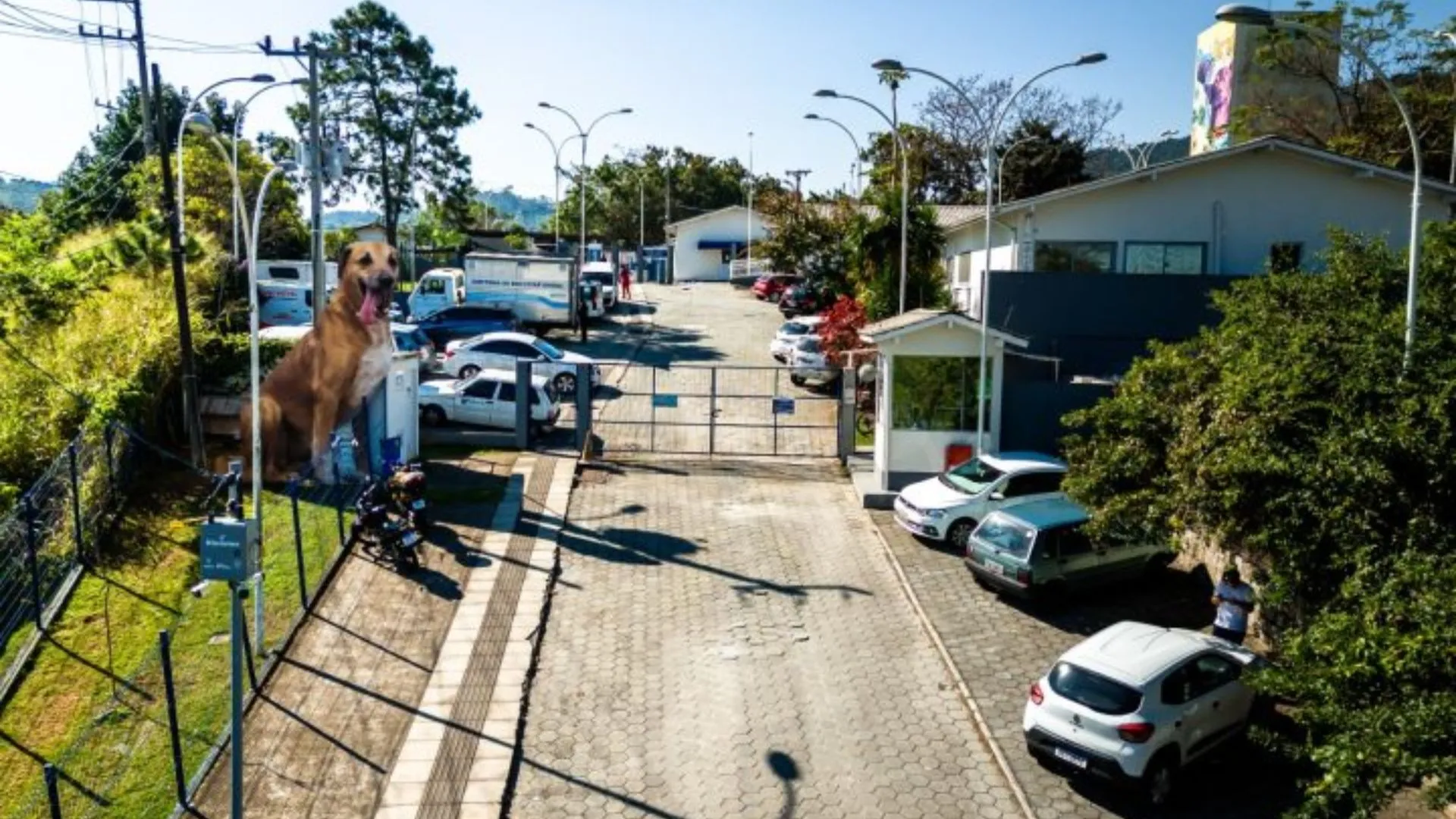 Primeiro hospital veterinário público de SC terá nome de Cão Orelha