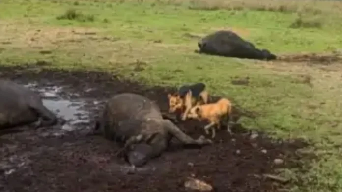 Descarga elétrica mata sete búfalos na Serra Catarinense