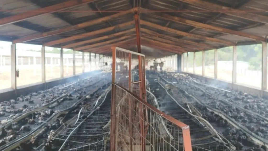 Incêndio destrói galinheiro e mata cerca de 7 mil aves em Campos Novos