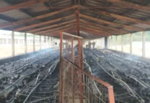 Incêndio destrói galinheiro e mata cerca de 7 mil aves em Campos Novos