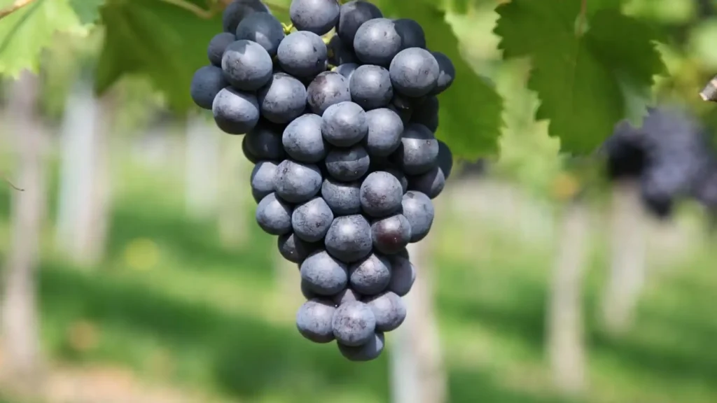 Colheita de 2026 começa mais cedo e anima produtores de uva em Videira