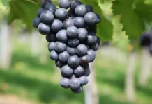 Colheita de 2026 começa mais cedo e anima produtores de uva em Videira