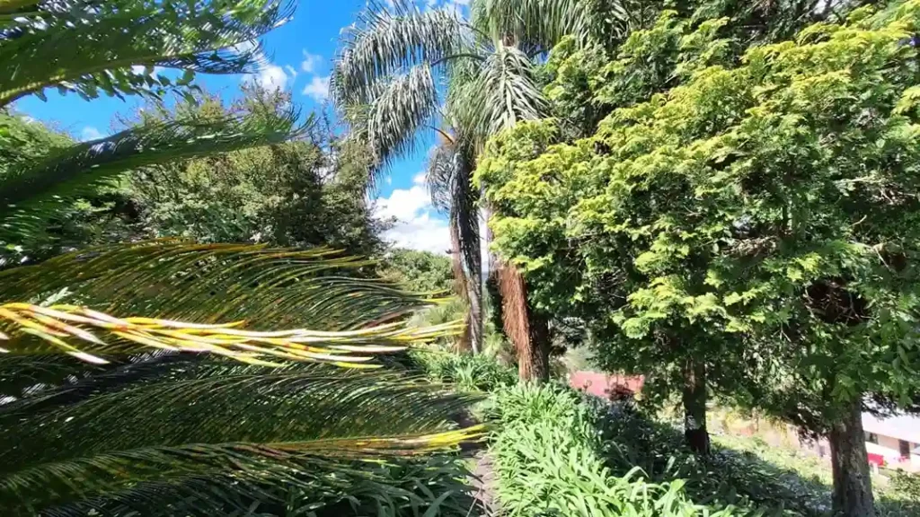 Videira recolhe mais de 1 tonelada de galhos e móveis em 2025