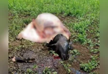 Crime de abigeato é registrado no interior de Lebon Régis