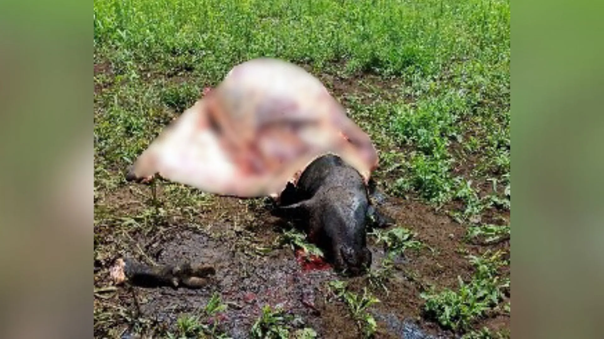 Crime de abigeato é registrado no interior de Lebon Régis