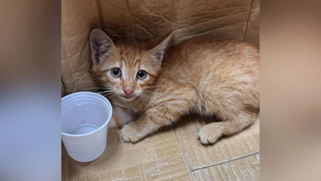 Abandono de animais segue preocupando voluntários e ONGs da região