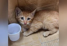 Abandono de animais segue preocupando voluntários e ONGs da região