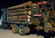 Transporte ilegal de toras de araucária é flagrado em Timbó Grande