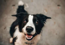Videira reforça o debate sobre o bem-estar animal