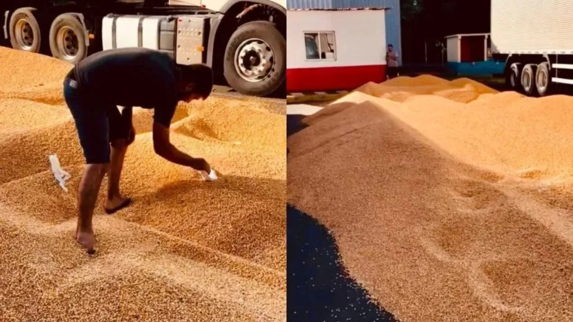 Caminhoneiro despeja carga de milho após espera em Chapecó