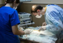 Programa de castração ultrapassa 1.700 procedimentos em Videira