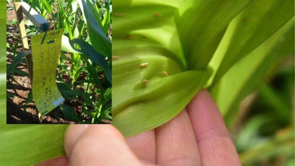 Cigarrinhas-do-milho apresentam alta infectividade SC