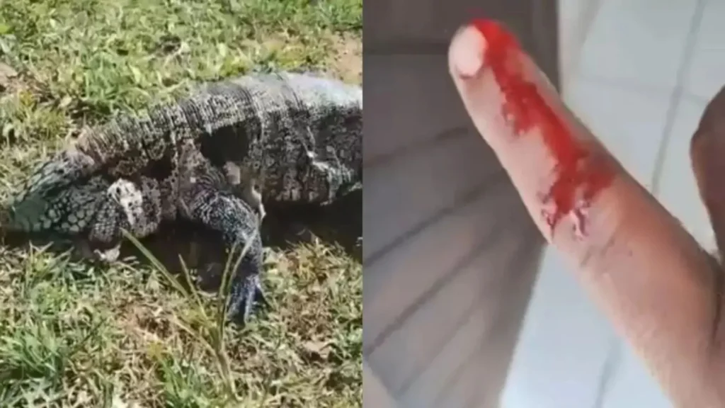 Morador de SC é mordido ao tentar filmar lagarto de perto