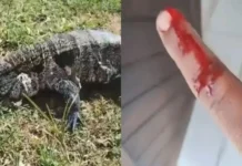 VÍDEO: Morador de SC é mordido ao tentar filmar lagarto de perto