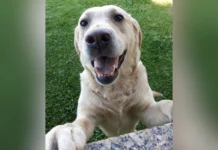 Canil dos Bombeiros Voluntários de Caçador se despede da cadela Luna