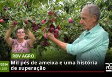 RBV Agro – 10/01/2026 – Edição 280