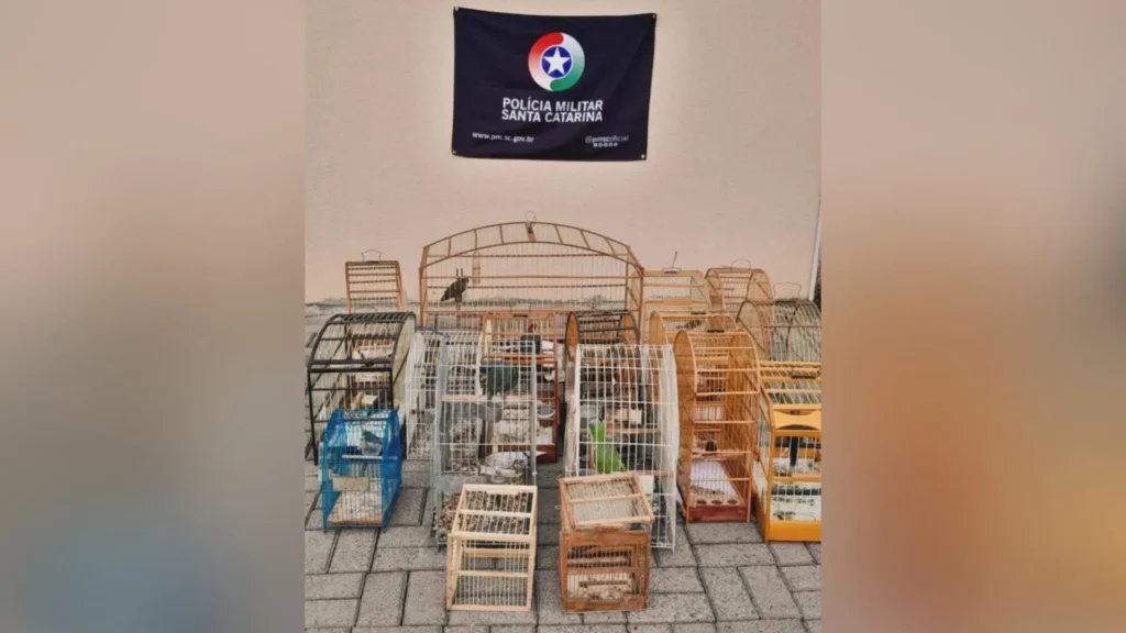 Polícia Ambiental resgata 19 aves silvestres no Meio Oeste