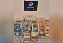 Polícia Ambiental resgata 19 aves silvestres no Meio Oeste