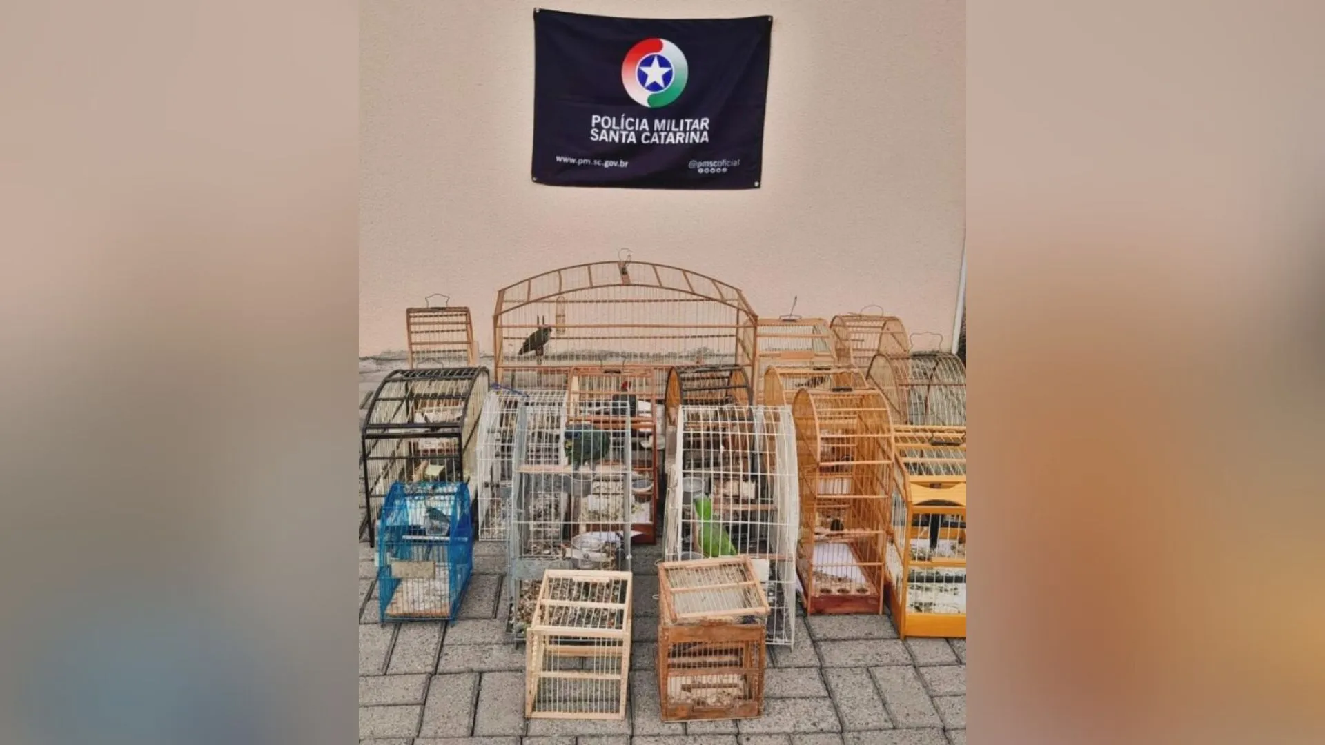 Polícia Ambiental resgata 19 aves silvestres no Meio Oeste