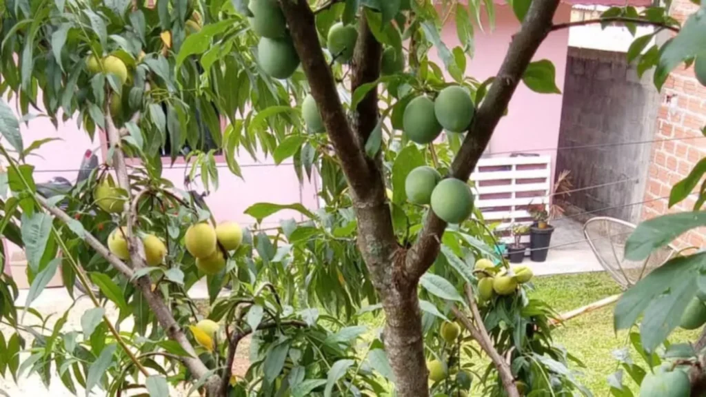 Árvore que produz ameixa e pêssego juntos viraliza nas redes