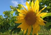 Quinta-feira mantém tempo estável e temperaturas em elevação em SC