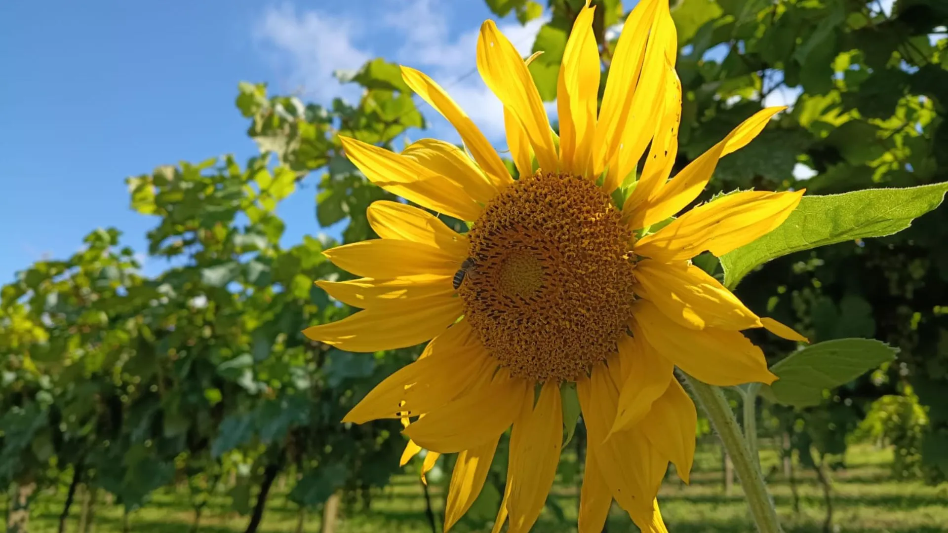 Quinta-feira mantém tempo estável e temperaturas em elevação em SC