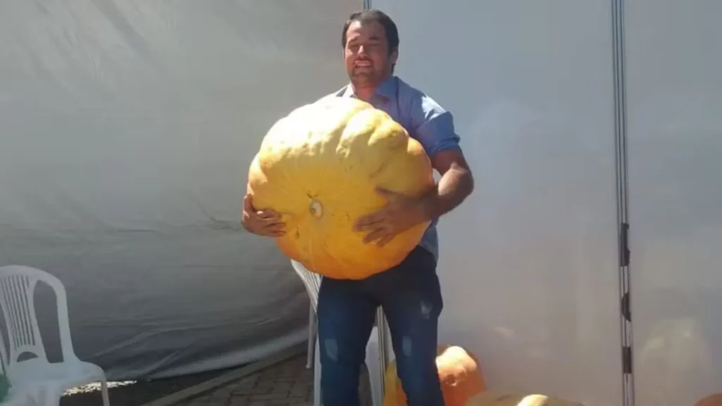 Produtor colhe abóbora com quase 2 metros de diâmetro no RS