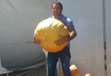 Produtor colhe abóbora com quase 2 metros de diâmetro no RS