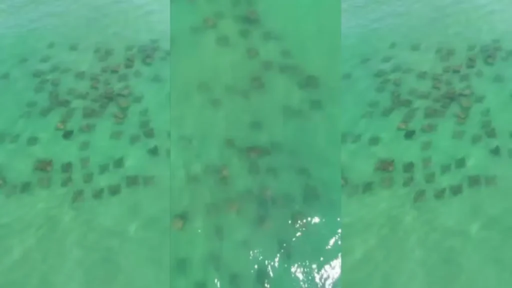 Cardume com mais de 100 raias é flagrado em praia de Santa Catarina