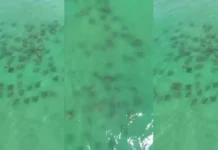 Cardume com mais de 100 raias é flagrado em praia de Santa Catarina