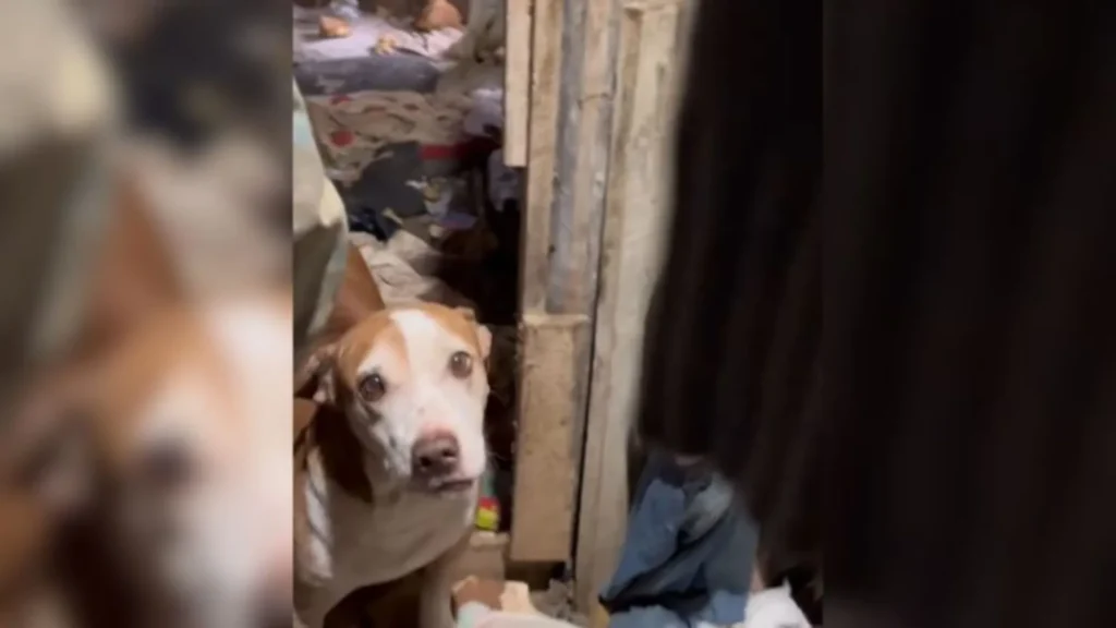Protetor de animais que congelava cães no freezer vira réu em SC