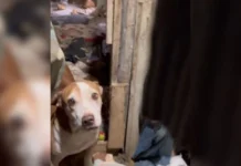 Protetor de animais que congelava cães no freezer vira réu em SC