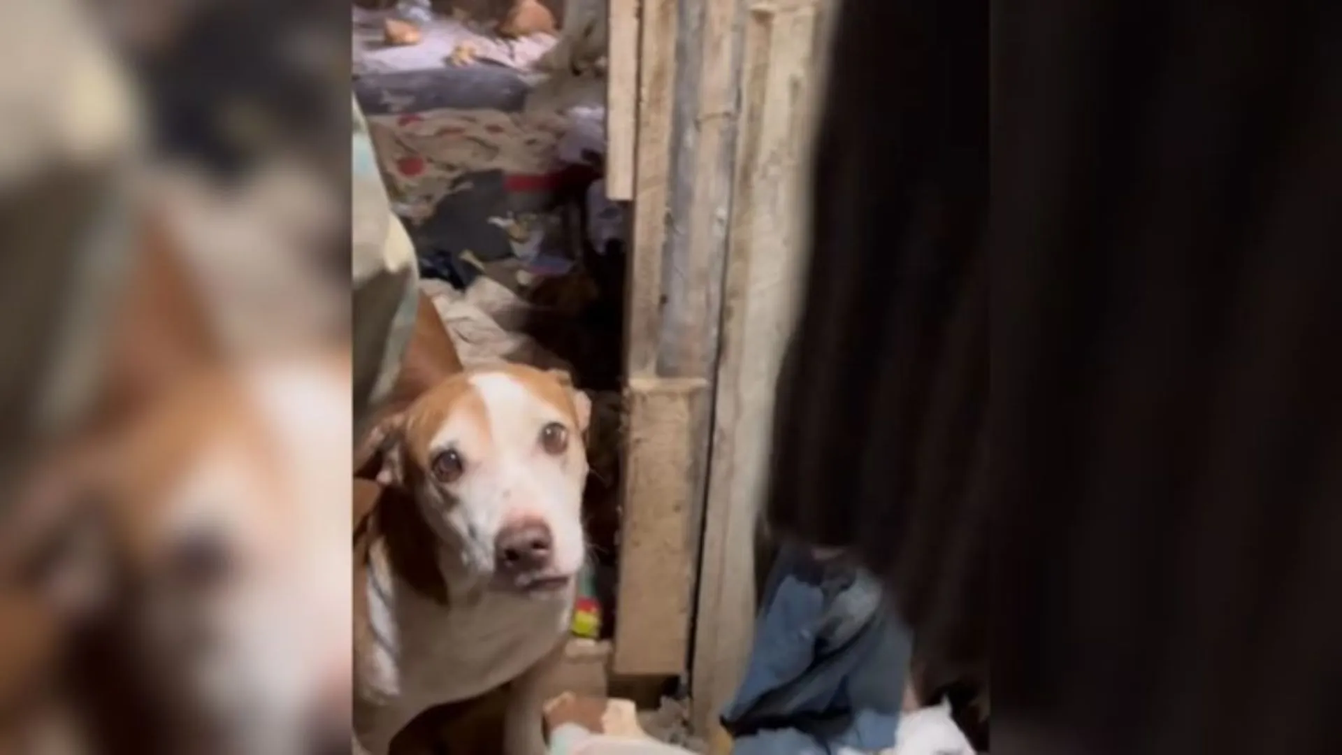 Protetor de animais que congelava cães no freezer vira réu em SC
