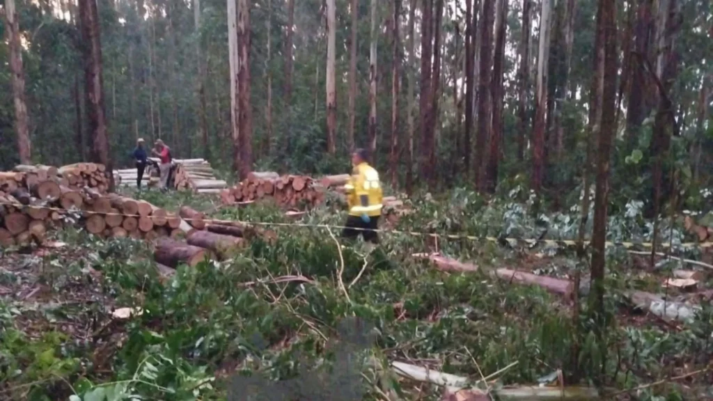 Queda de árvore provoca morte de trabalhador em Rio das Antas