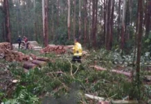 Queda de árvore provoca morte de trabalhador em Rio das Antas