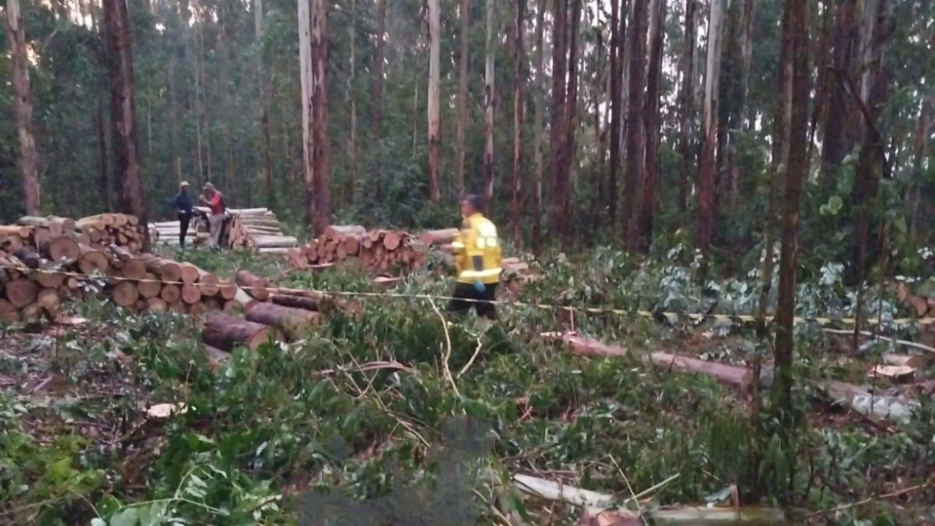 Queda de árvore provoca morte de trabalhador em Rio das Antas
