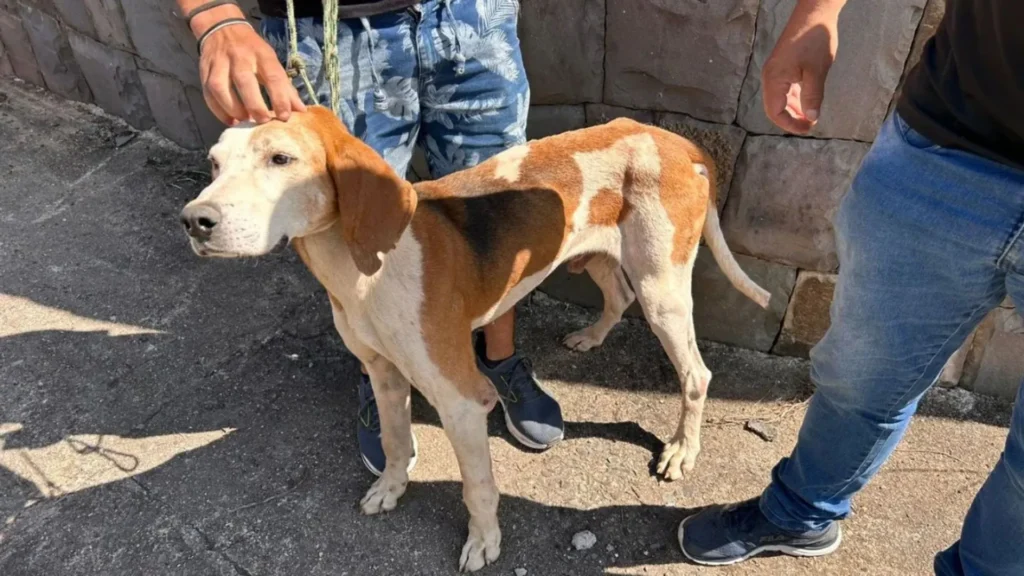 Após quatro anos, cão furtado é recuperado pela Polícia de SC