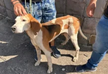 Após quatro anos, cão furtado é recuperado pela Polícia de SC