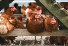 Embrapa oferece cursos gratuitos para profissionalizar a criação de galinhas caipiras